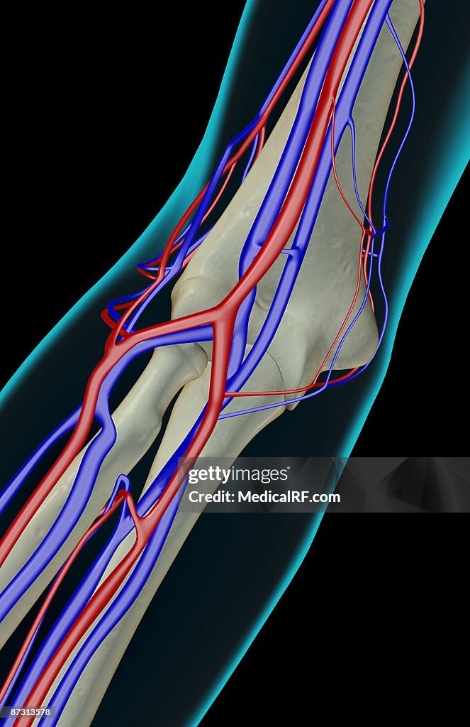 The blood supply of the elbow