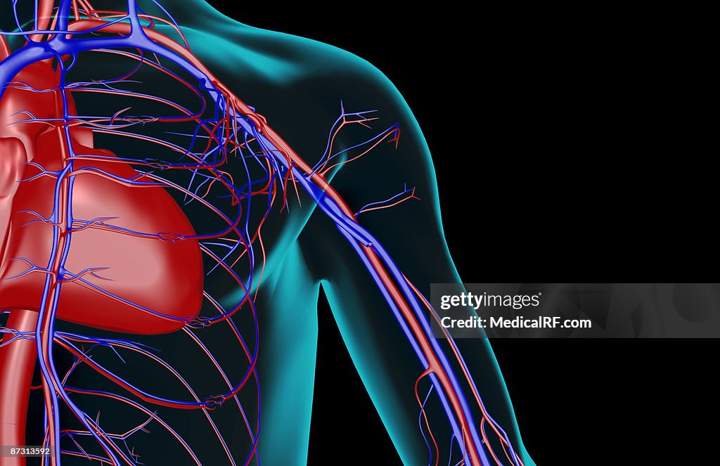The blood supply of the shoulder
