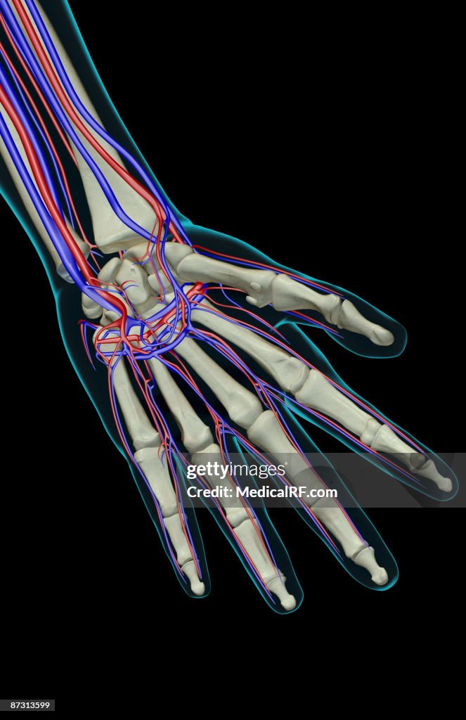 The blood supply of the hand