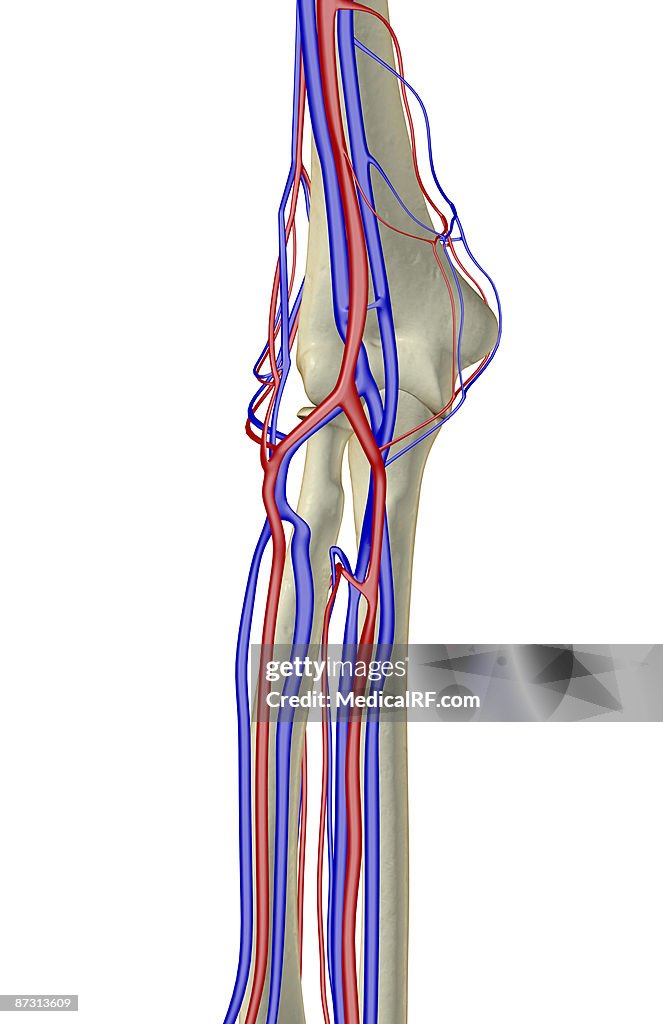 The blood supply of the elbow