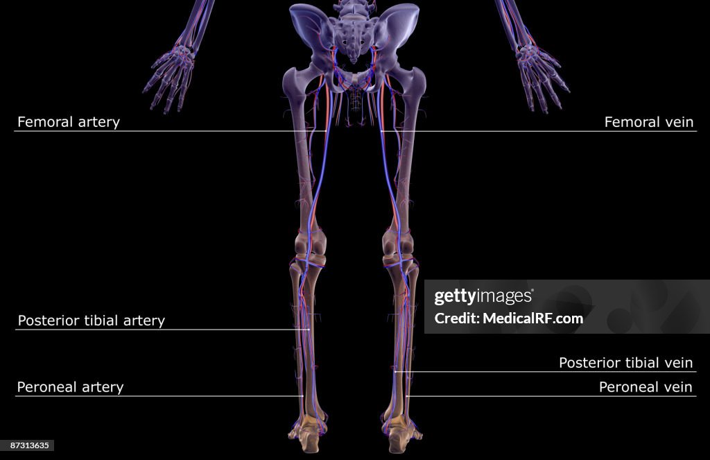 The blood supply of the legs