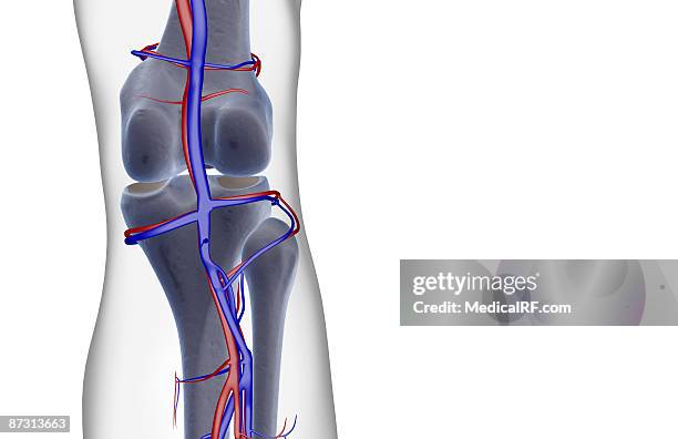 the blood supply of the knee - popliteal artery stock illustrations