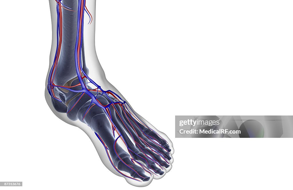 The blood supply of the foot