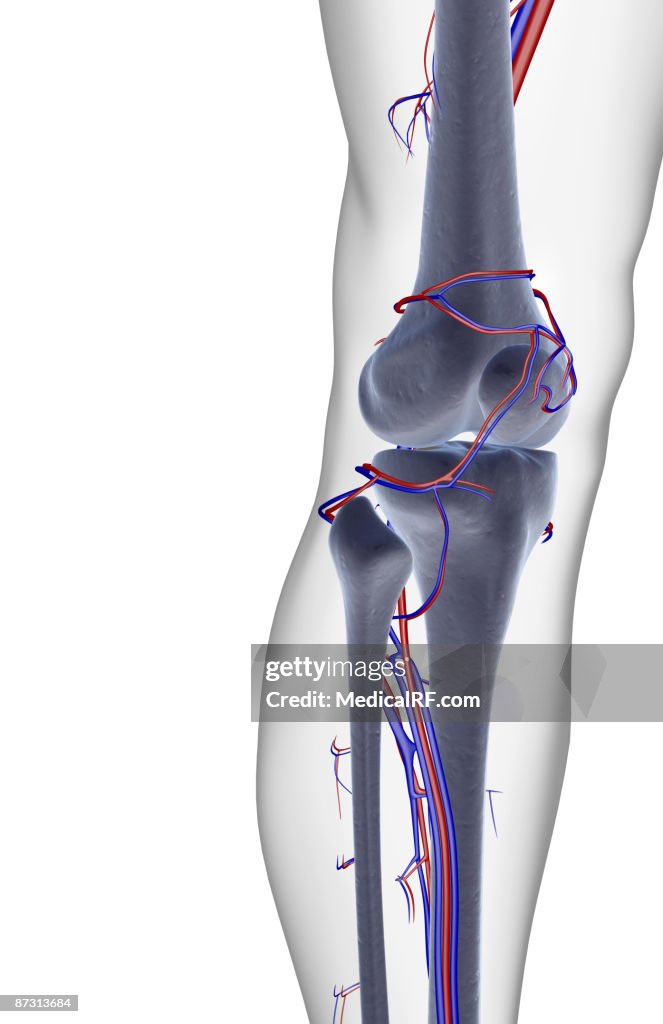 The blood supply of the knee