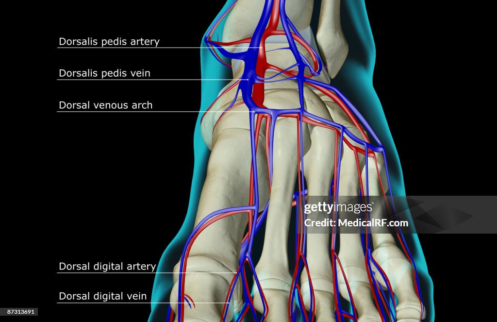 The blood supply of the foot