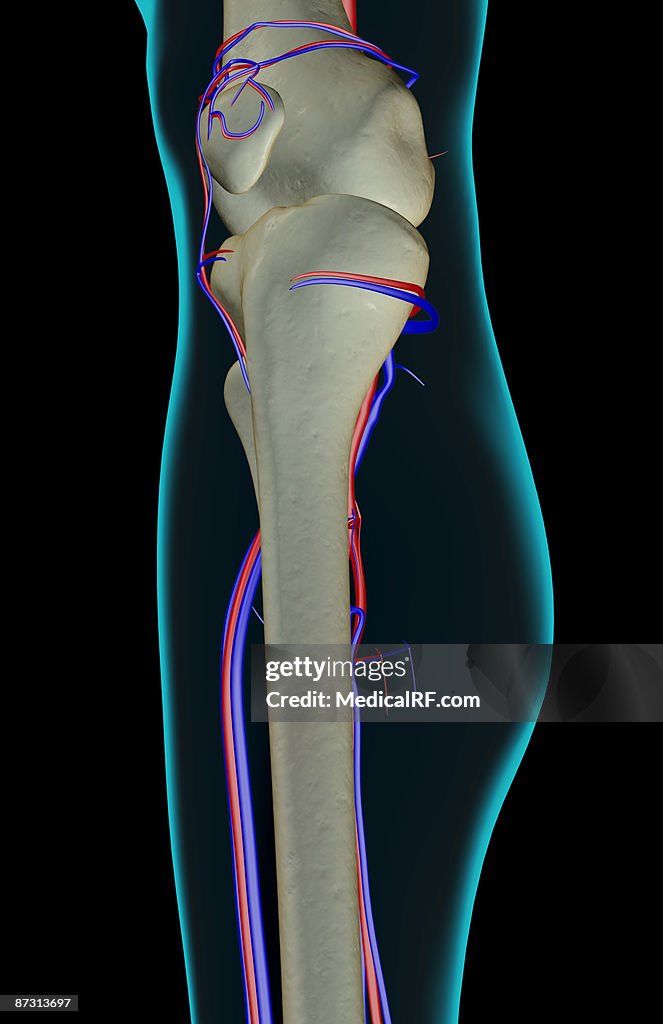 The blood supply of the knee