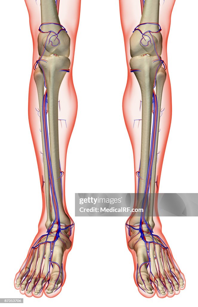 The blood supply of the leg