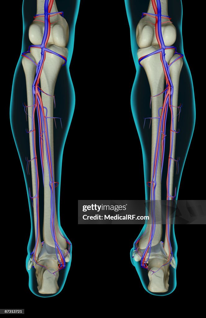 The blood supply of the leg