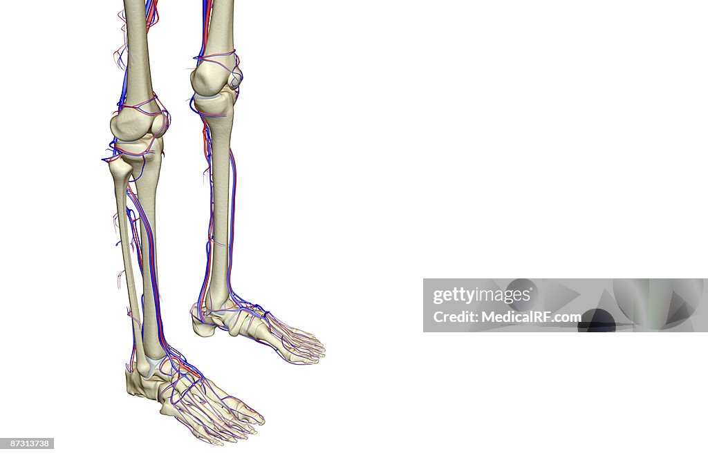 The blood supply of the leg