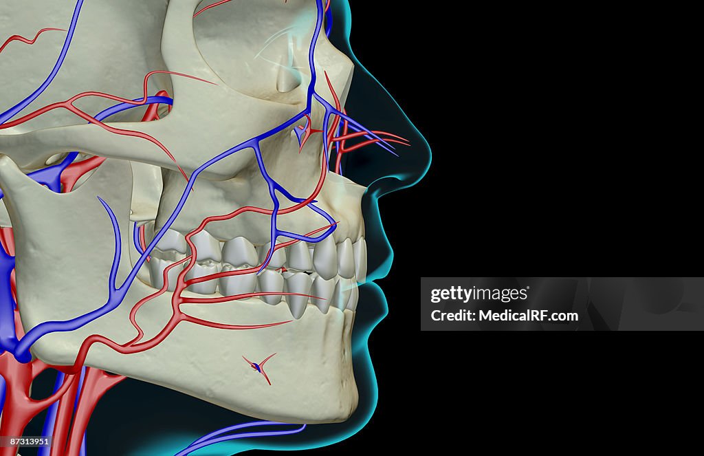 The blood supply of the face