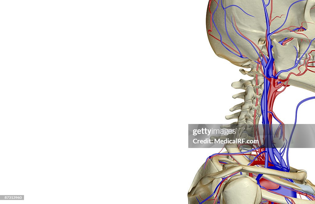 The blood supply of the head and neck
