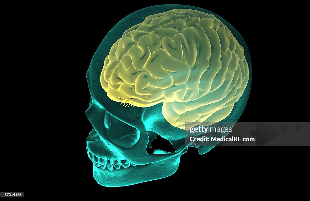 The brain