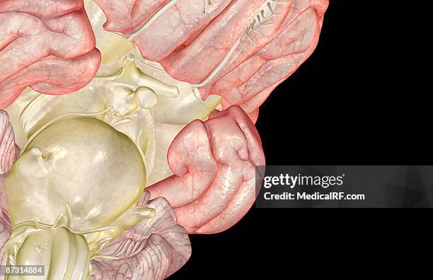 the brain - oculomotor nerve stock illustrations