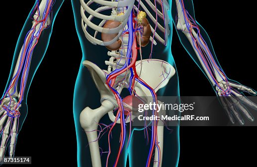 The urinary system The urinary system