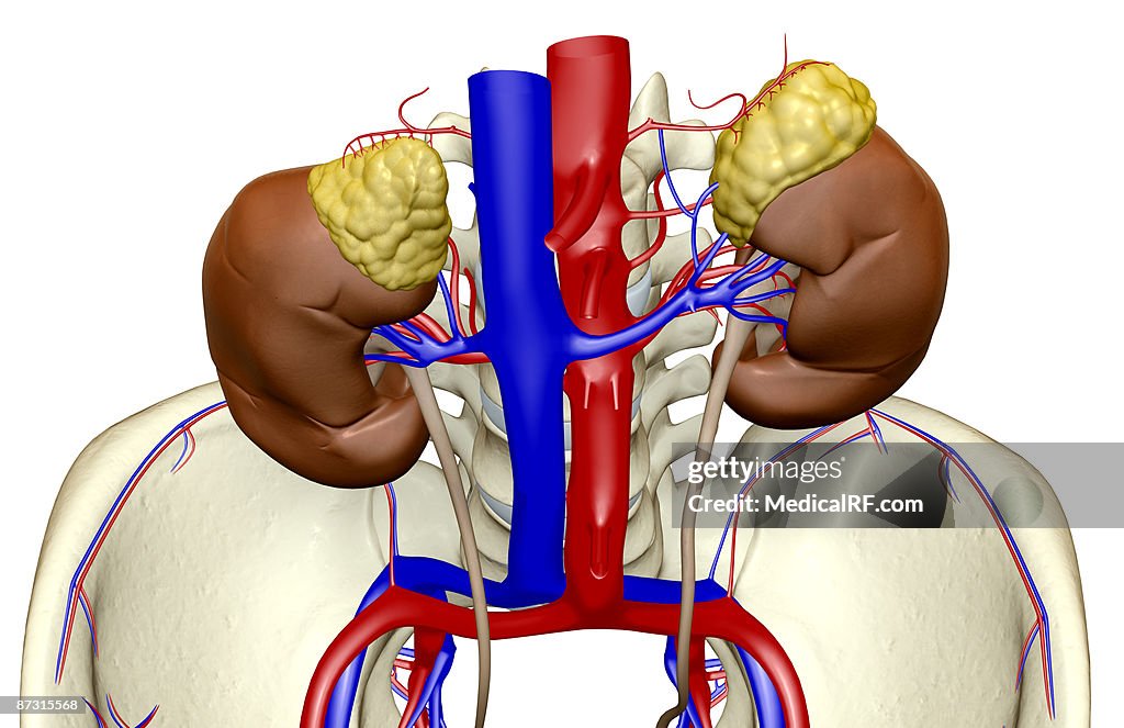 Blood supply of the kidneys