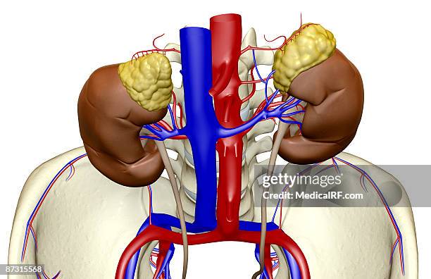 stockillustraties, clipart, cartoons en iconen met blood supply of the kidneys - onderste holle ader