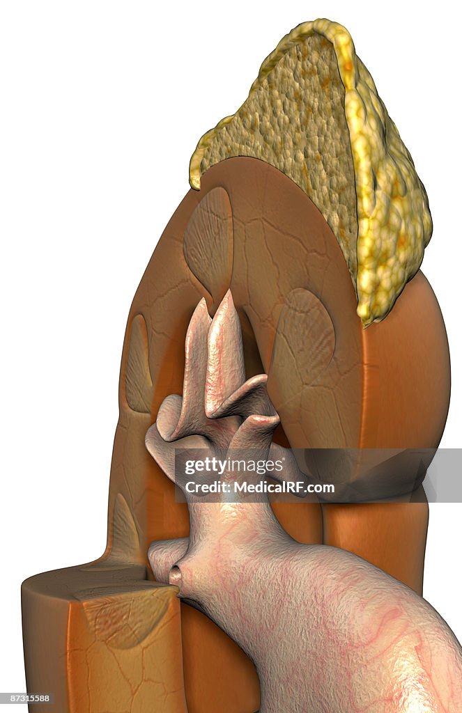 Kidney structure