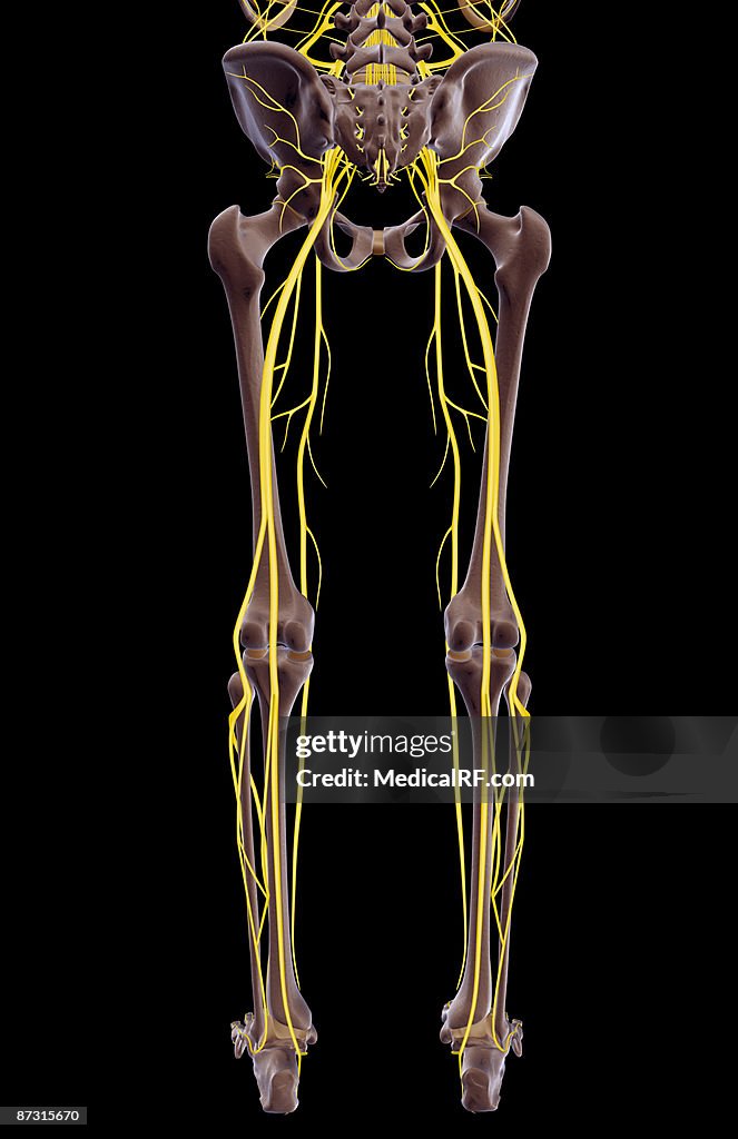 The nerves of the lower body