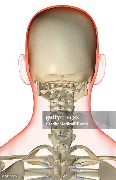ilustraciones, imágenes clip art, dibujos animados e iconos de stock de the bones of the head and neck - hueso occipital