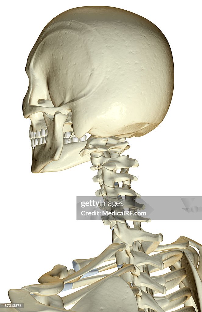 The bones of the head and neck