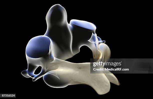 Axis (Anatomy) Photos and Premium High Res Pictures - Getty Images