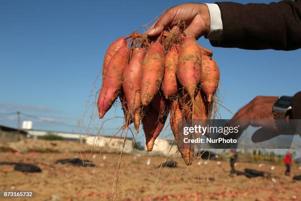 Palestinian farmer picks sweet potato during a harvest at a farm in Khan Yunis, in the southern Gaza Strip on November 12, 2017.