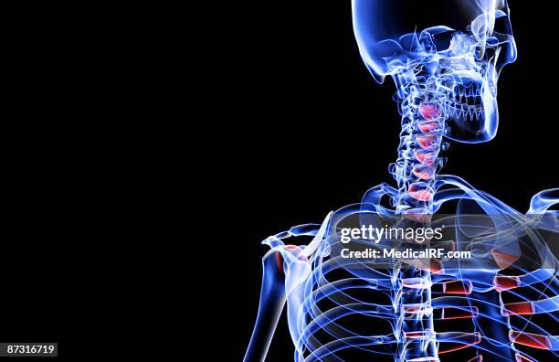 ilustraciones, imágenes clip art, dibujos animados e iconos de stock de the bones of the head and neck - hueso occipital