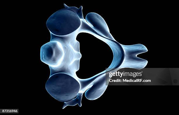 Axis (Anatomy) Photos and Premium High Res Pictures - Getty Images