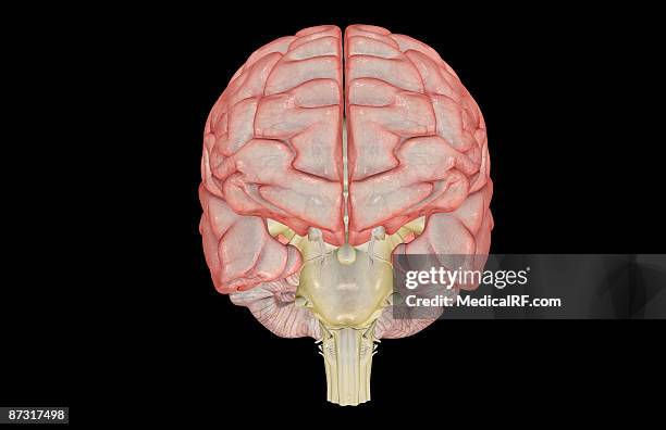 the brain - trochlear nerve stock illustrations