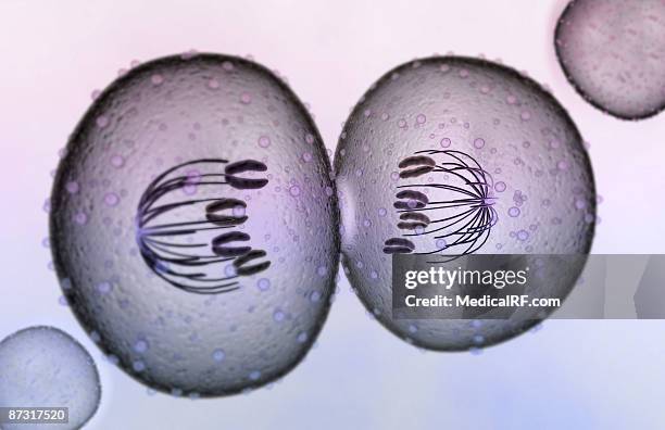 mitosis - cytokinesis 幅插畫檔、美工圖案、卡通及圖標