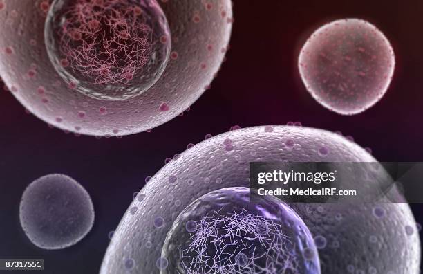 mitosis - telophase stock illustrations