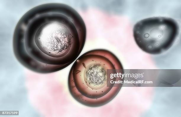 mitosis - telophase stock illustrations