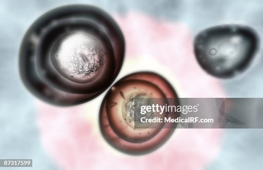 Mitosis Mitosis
