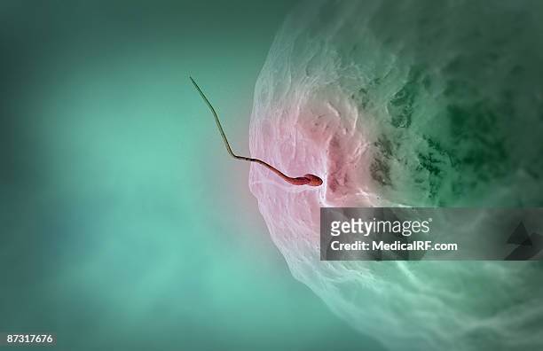 fertilisation - human sperm and ovum stock illustrations