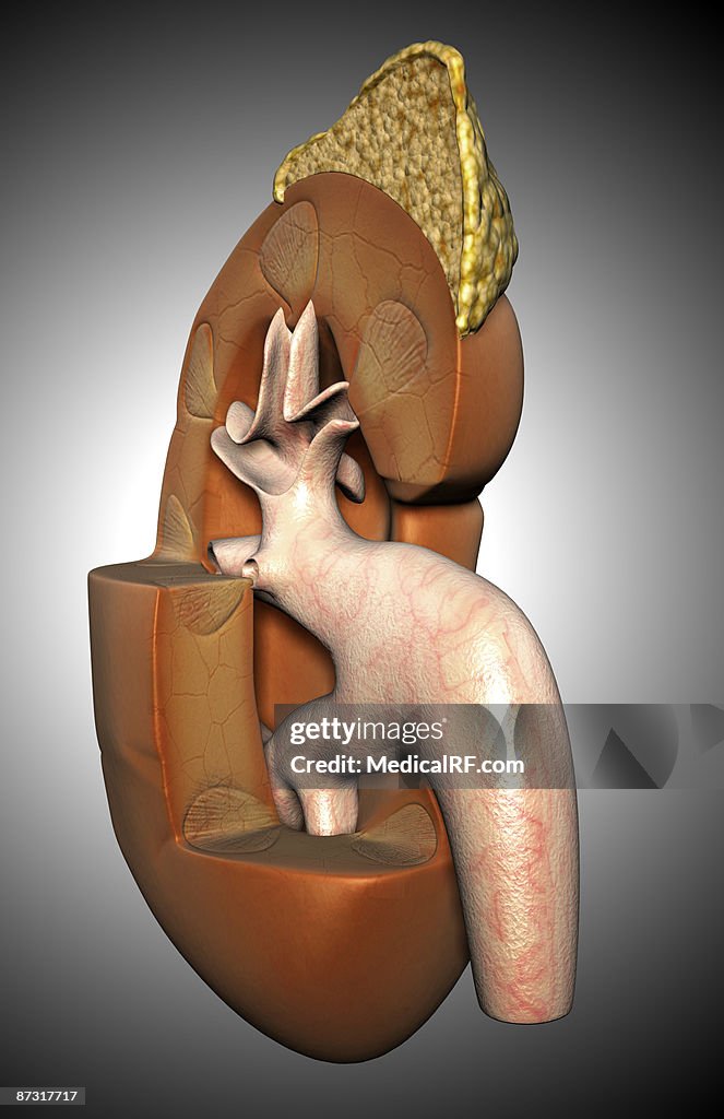 Kidney structure