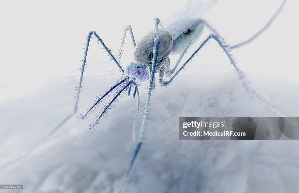 Mosquito bite
