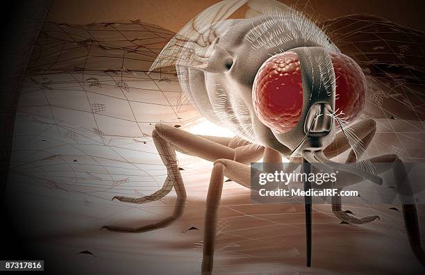 ilustrações, clipart, desenhos animados e ícones de tsetse fly - tsetse fly