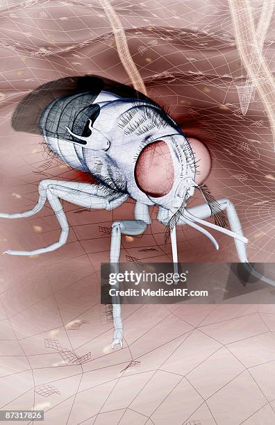 tsetse fly - tsetse fly stock illustrations
