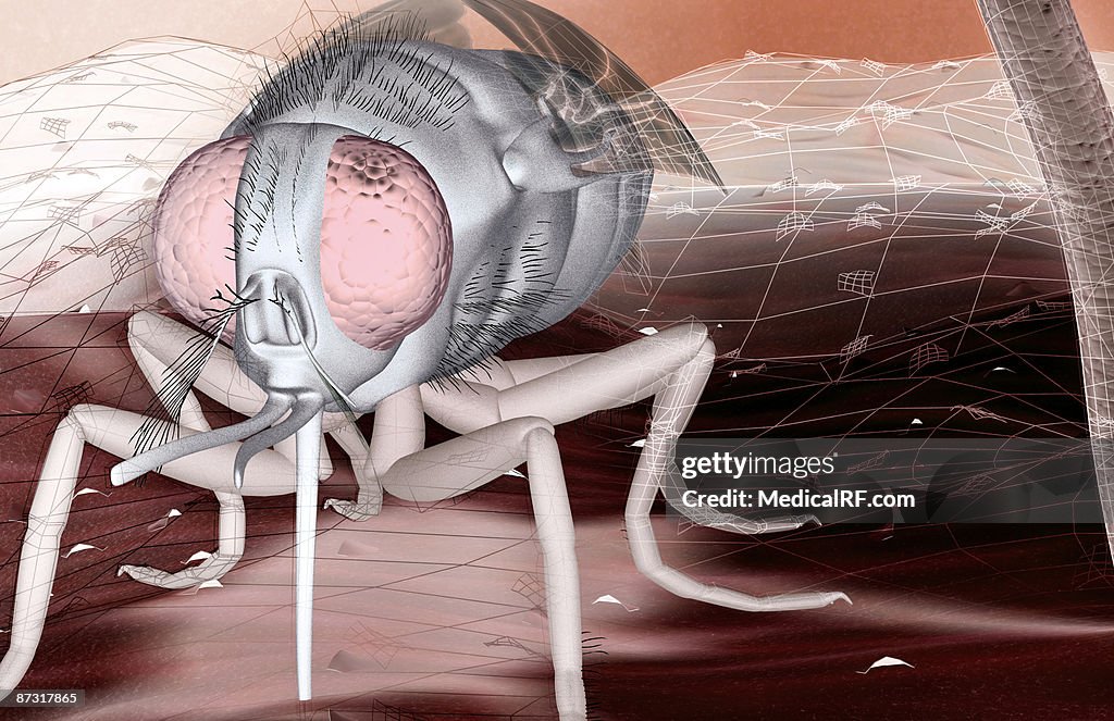 Tsetse fly