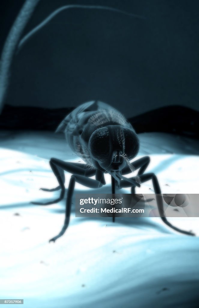 Tsetse fly