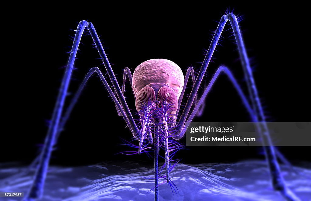 Mosquito bite