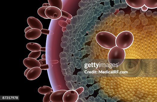 HIV structure HIV structure