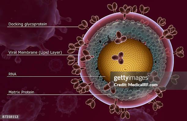 hiv structure - lentivirus stock illustrations