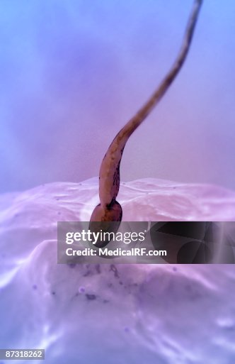 Fertilisation Fertilisation
