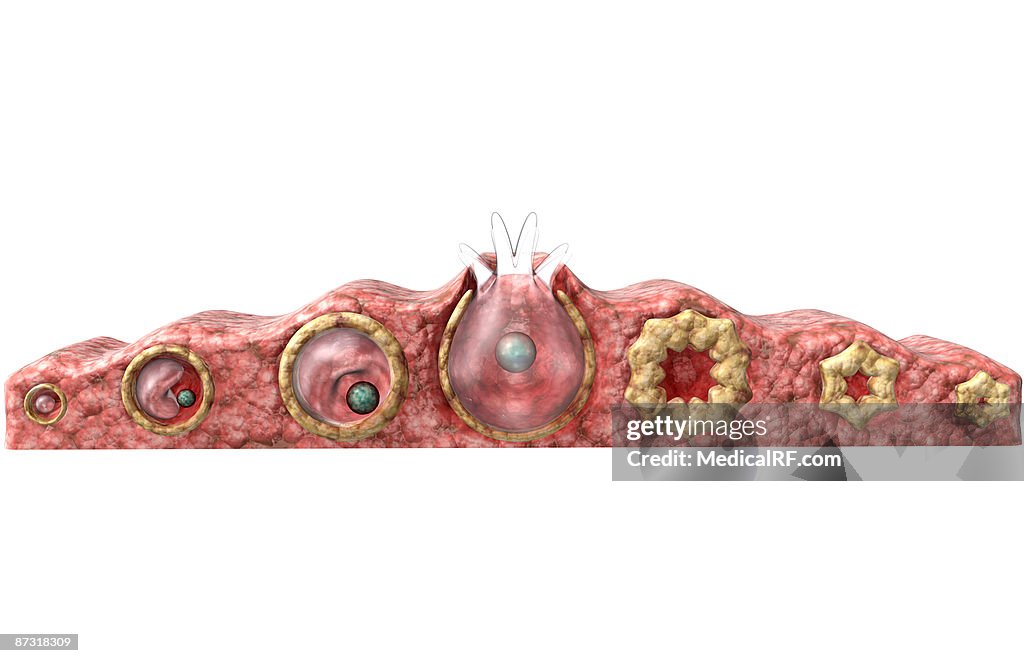 Folliculogenesis and oogenesis
