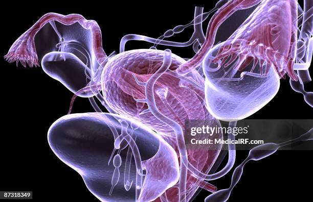 the female reproductive system - intimzone stock-grafiken, -clipart, -cartoons und -symbole