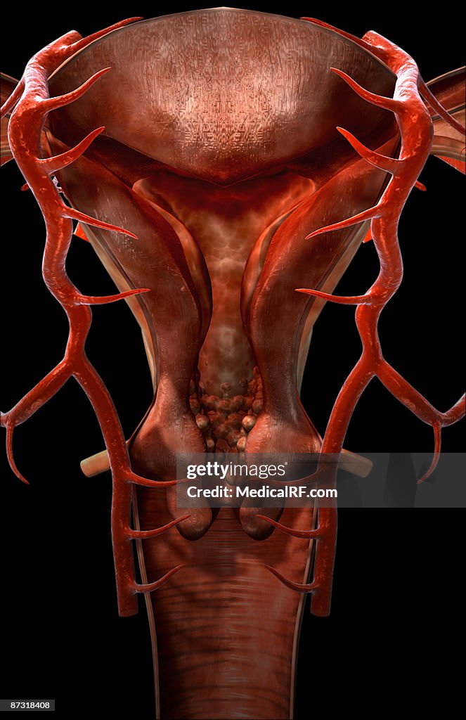 The arteries of the female reproductive system