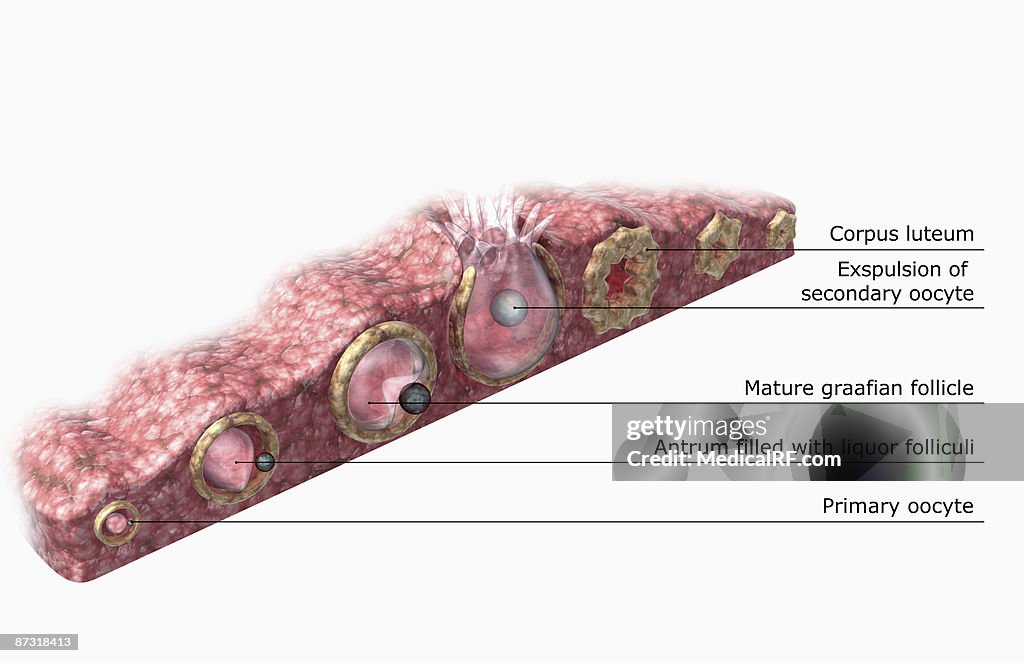 Folliculogenesis and oogenesis