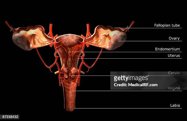 ilustraciones, imágenes clip art, dibujos animados e iconos de stock de the arteries of the female reproductive system - uterine wall