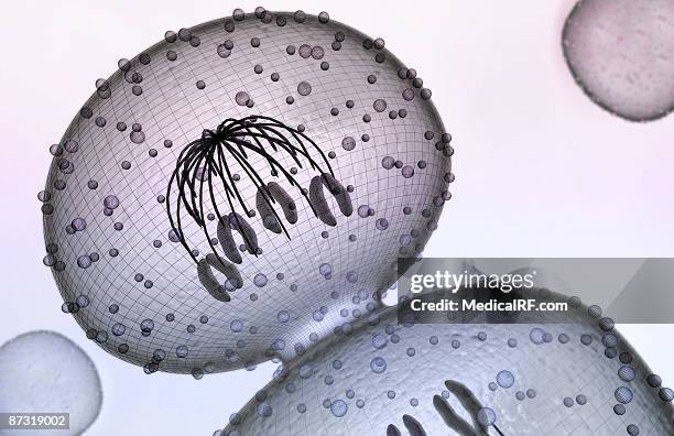 mitosis - telophase stock illustrations